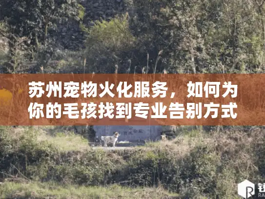 苏州宠物火化服务，如何为你的毛孩找到专业告别方式？