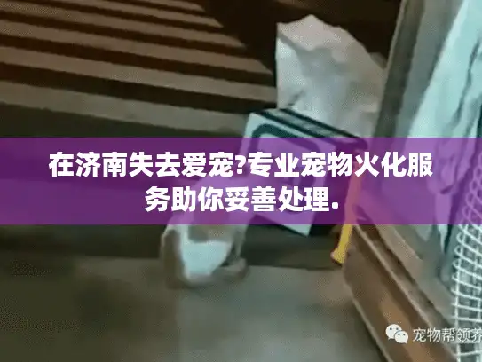 在济南失去爱宠?专业宠物火化服务助你妥善处理.