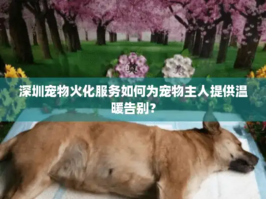 深圳宠物火化服务如何为宠物主人提供温暖告别？