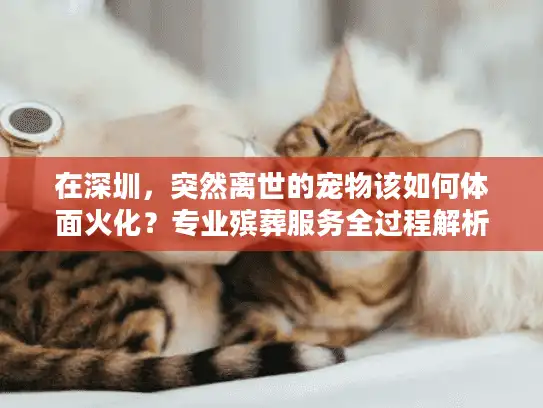 在深圳，突然离世的宠物该如何体面火化？专业殡葬服务全过程解析