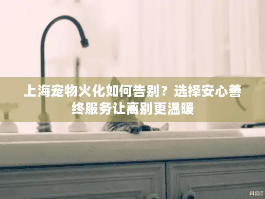 上海宠物火化如何告别？选择安心善终服务让离别更温暖