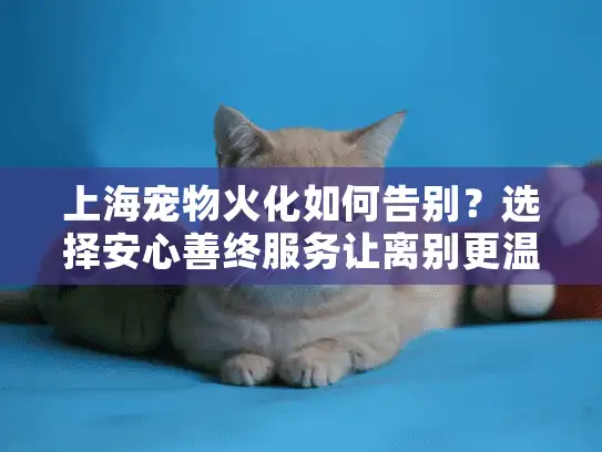 上海宠物火化如何告别？选择安心善终服务让离别更温暖