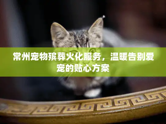 常州宠物殡葬火化服务，温暖告别爱宠的贴心方案
