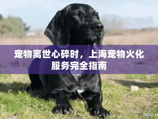 宠物离世心碎时，上海宠物火化服务完全指南
