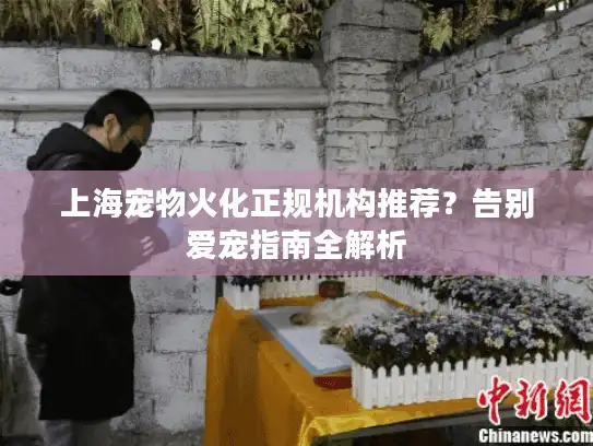 上海宠物火化正规机构推荐？告别爱宠指南全解析