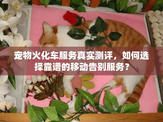 宠物火化车服务真实测评，如何选择靠谱的移动告别服务？