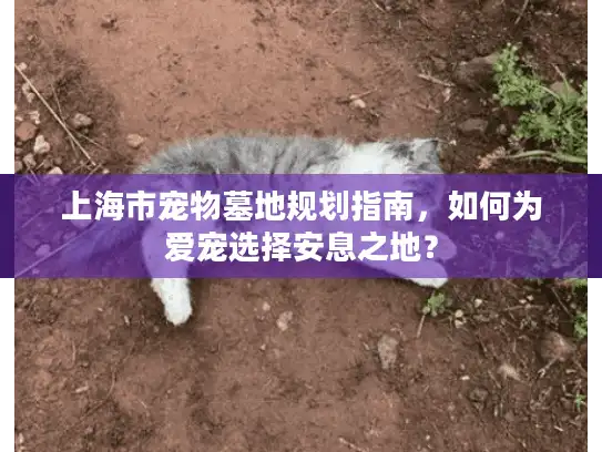 上海市宠物墓地规划指南，如何为爱宠选择安息之地？