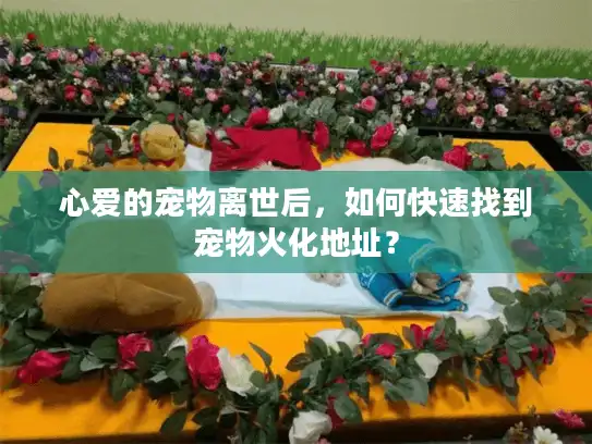 心爱的宠物离世后，如何快速找到宠物火化地址？