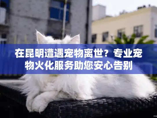 在昆明遭遇宠物离世？专业宠物火化服务助您安心告别