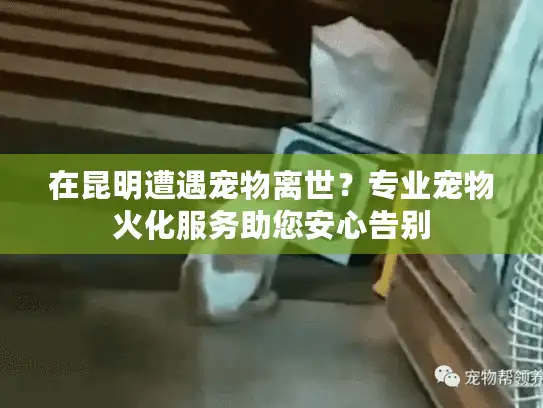 在昆明遭遇宠物离世？专业宠物火化服务助您安心告别