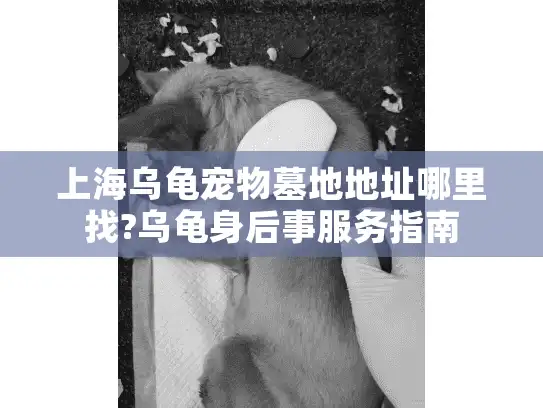 上海乌龟宠物墓地地址哪里找?乌龟身后事服务指南