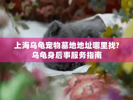 上海乌龟宠物墓地地址哪里找?乌龟身后事服务指南