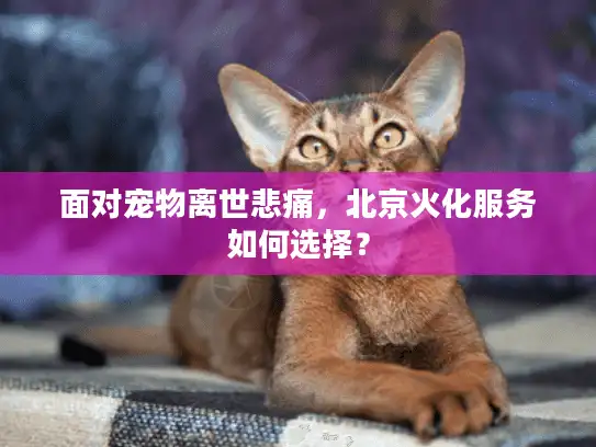 面对宠物离世悲痛，北京火化服务如何选择？