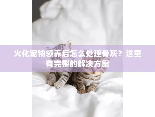 火化宠物领养后怎么处理骨灰？这里有完整的解决方案