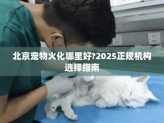 北京宠物火化哪里好?2025正规机构选择指南