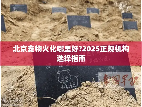 北京宠物火化哪里好?2025正规机构选择指南