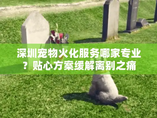 深圳宠物火化服务哪家专业？贴心方案缓解离别之痛