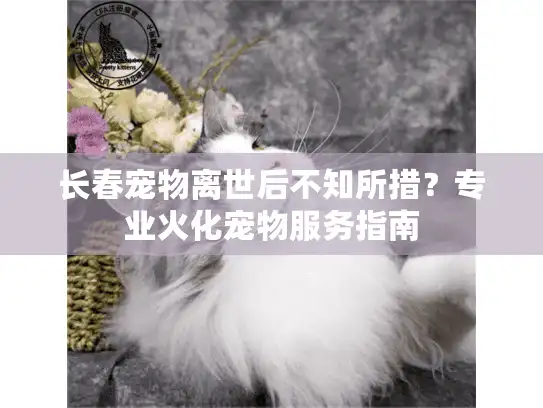 长春宠物离世后不知所措？专业火化宠物服务指南
