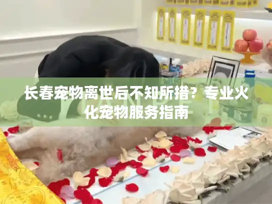 长春宠物离世后不知所措？专业火化宠物服务指南