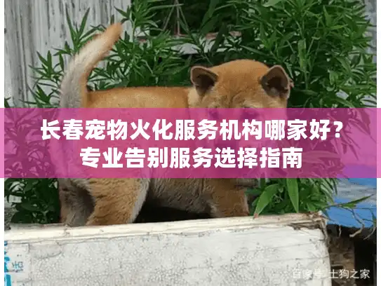 长春宠物火化服务机构哪家好？专业告别服务选择指南
