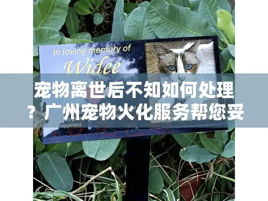 宠物离世后不知如何处理？广州宠物火化服务帮您妥善解决