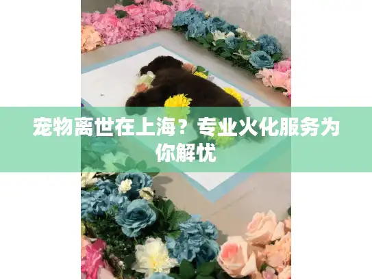 宠物离世在上海？专业火化服务为你解忧