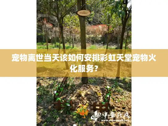 宠物离世当天该如何安排彩虹天堂宠物火化服务？