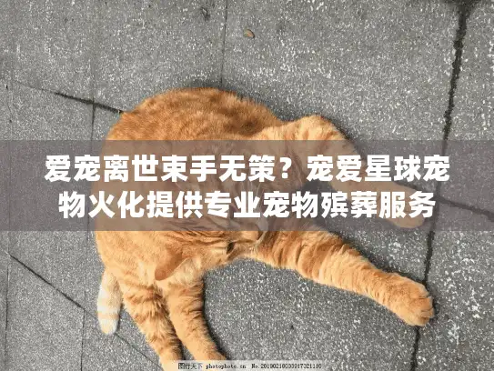 爱宠离世束手无策？宠爱星球宠物火化提供专业宠物殡葬服务