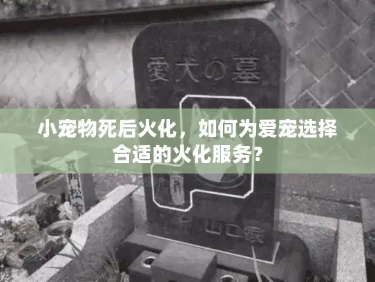 小宠物死后火化，如何为爱宠选择合适的火化服务？