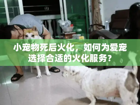 小宠物死后火化，如何为爱宠选择合适的火化服务？