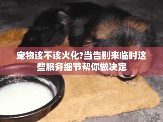 宠物该不该火化?当告别来临时这些服务细节帮你做决定