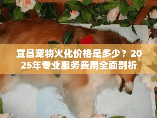 宜昌宠物火化价格是多少？2025年专业服务费用全面剖析
