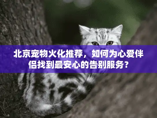 北京宠物火化推荐，如何为心爱伴侣找到最安心的告别服务？
