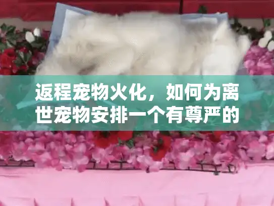返程宠物火化，如何为离世宠物安排一个有尊严的告别？