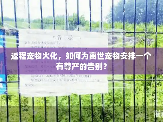 返程宠物火化，如何为离世宠物安排一个有尊严的告别？
