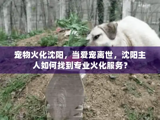 宠物火化沈阳，当爱宠离世，沈阳主人如何找到专业火化服务？