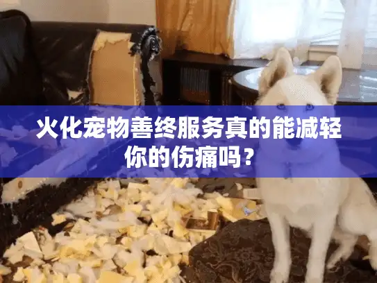 火化宠物善终服务真的能减轻你的伤痛吗？