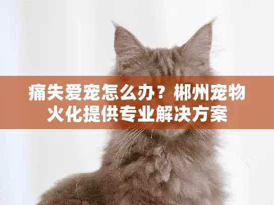 痛失爱宠怎么办？郴州宠物火化提供专业解决方案