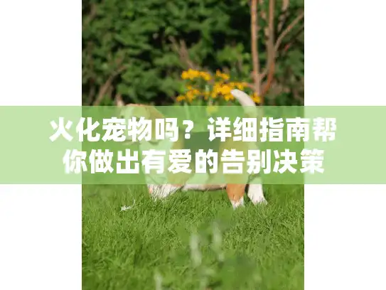 火化宠物吗？详细指南帮你做出有爱的告别决策