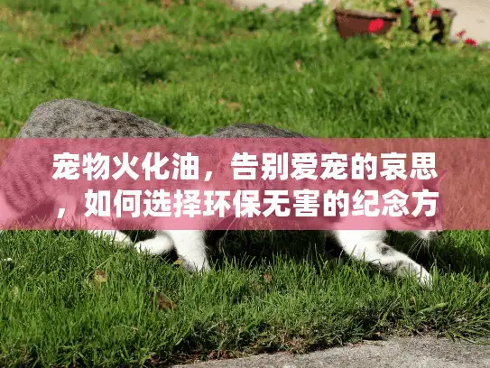 宠物火化油，告别爱宠的哀思，如何选择环保无害的纪念方式？