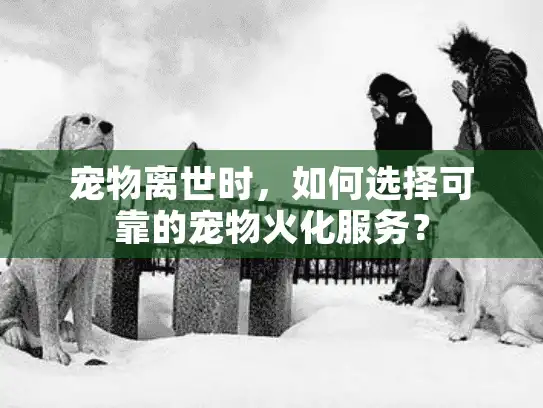 宠物离世时，如何选择可靠的宠物火化服务？