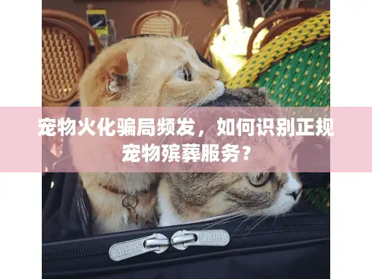 宠物火化骗局频发，如何识别正规宠物殡葬服务？