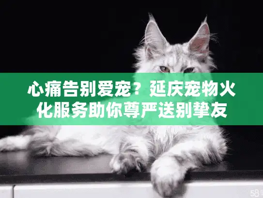 心痛告别爱宠？延庆宠物火化服务助你尊严送别挚友