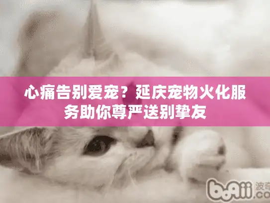 心痛告别爱宠？延庆宠物火化服务助你尊严送别挚友