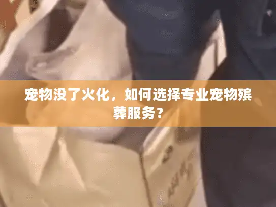 宠物没了火化，如何选择专业宠物殡葬服务？