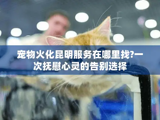 宠物火化昆明服务在哪里找?一次抚慰心灵的告别选择