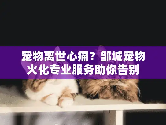 宠物离世心痛？邹城宠物火化专业服务助你告别