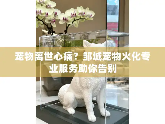 宠物离世心痛？邹城宠物火化专业服务助你告别