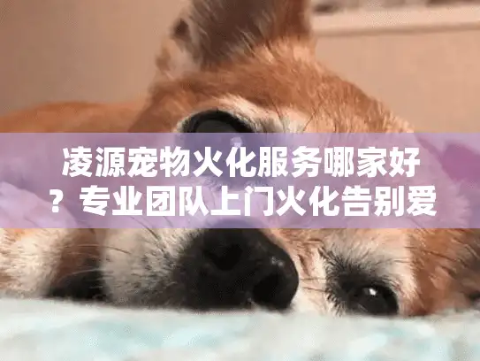 凌源宠物火化服务哪家好？专业团队上门火化告别爱宠