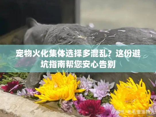 宠物火化集体选择多混乱？这份避坑指南帮您安心告别